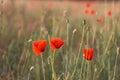 Beautiful field of wild red poppies in the sunset time. Close-up of open bud of red poppy flower. Royalty Free Stock Photo