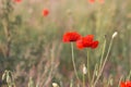 Beautiful field of wild red poppies in the sunset time. Close-up of open bud of red poppy flower. Royalty Free Stock Photo