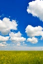 Beautiful field with wonderful sky Royalty Free Stock Photo