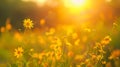 Beautiful field of yellow daisy flowers in sunset light Royalty Free Stock Photo