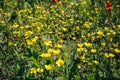 Beautiful field of yellow flowers in the grass. Sunny summer day nature. Green lawn background. Floral wallpaper Royalty Free Stock Photo