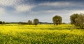 Beautiful field of yellow flowers with olive trees and blue cloudy sky in the Tuscan countryside, near Pienza Siena Royalty Free Stock Photo