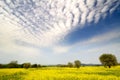 Beautiful field of yellow flowers with olive trees and blue cloudy sky in the Tuscan countryside, near Pienza Siena Royalty Free Stock Photo