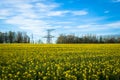 Beautiful field of yellow rape green wheat.