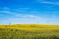 Beautiful field of yellow rape green wheat.