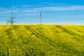 Beautiful field of yellow rape green wheat