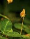 Nameless wildflower In Colombia