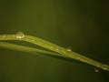 Nameless wildflower In Colombia