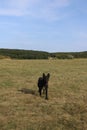 Beautiful fields with a dog