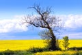 Beautiful fields of in Springtime Royalty Free Stock Photo