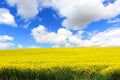 Beautiful fields of in Springtime