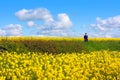 Beautiful fields of in Springtime Royalty Free Stock Photo