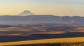 Beautiful fields of Soft White Winter Wheat near Dufur, Oregon Royalty Free Stock Photo