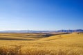 Beautiful fields of Soft White Winter Wheat near Dufur, Oregon Royalty Free Stock Photo