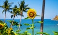 Beautiful fields with sunflowers in the summer with seashore Beautiful sea Turquoise water surface and Coconut palm trees in