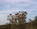 Beautiful fields with thistles