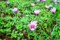 Beautiful fields of violet crocuses Royalty Free Stock Photo