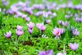 Beautiful fields of violet crocuses Royalty Free Stock Photo