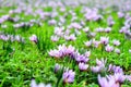 Beautiful fields of violet crocuses Royalty Free Stock Photo