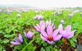 Beautiful fields of violet crocuses Royalty Free Stock Photo