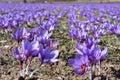 Beautiful fields of violet saffron flowers Royalty Free Stock Photo