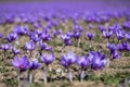 Beautiful fields of violet saffron flowers Royalty Free Stock Photo