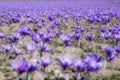 Beautiful fields of violet saffron flowers Royalty Free Stock Photo