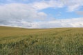 Beautiful fields with wheat