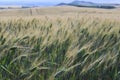 Beautiful fields with wheat