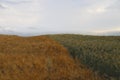 Beautiful fields with wheat