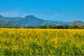 Beautiful fields yellow flowers