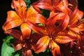 Beautiful fiery red lily flowers