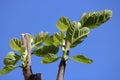 Fig leaves close up Royalty Free Stock Photo