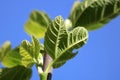 Fig leaves close up Royalty Free Stock Photo