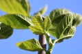 Fig leaves close up Royalty Free Stock Photo