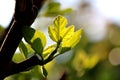 Fig leaves close up Royalty Free Stock Photo