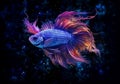 Beautiful fighting fish in aquarium. Animal in water. generative AI