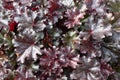 Background of beautiful leaves of a heuchera.