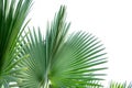 Beautiful Fiji fan palm