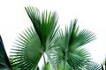 Fiji fan palm