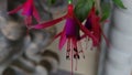 beautiful filled purple and red fuchsia in the garden close up of pink and white fuchsias in bloom. Macro detail flower Royalty Free Stock Photo