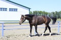 Beautiful filly Polish mongrel breed Royalty Free Stock Photo