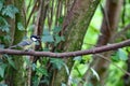 A beautiful Finch bird that has landed on a branch in the forest