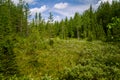 A beautiful Finnish forest landscape Royalty Free Stock Photo