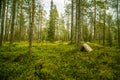 A beautiful Finnish forest landscape Royalty Free Stock Photo