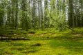 A beautiful Finnish forest landscape Royalty Free Stock Photo