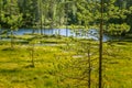 A beautiful Finnish forest landscape Royalty Free Stock Photo