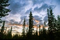 A beautiful Finnish forest landscape