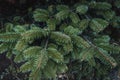 Beautiful fir branches with needles. Christmas tree in nature. Royalty Free Stock Photo