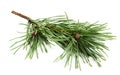 Beautiful fir-tree branch. Royalty Free Stock Photo